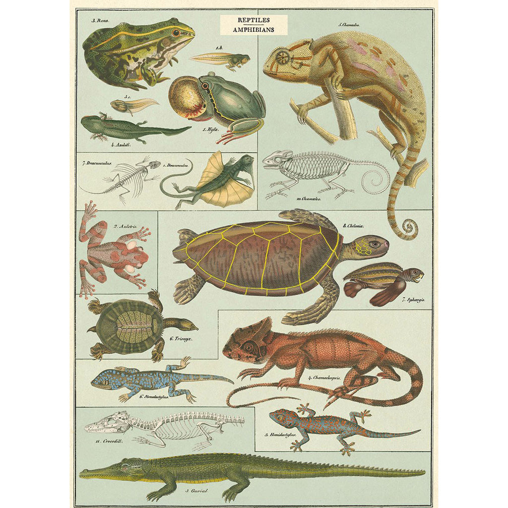 Vintage Poster Reptiles & Amphibians
