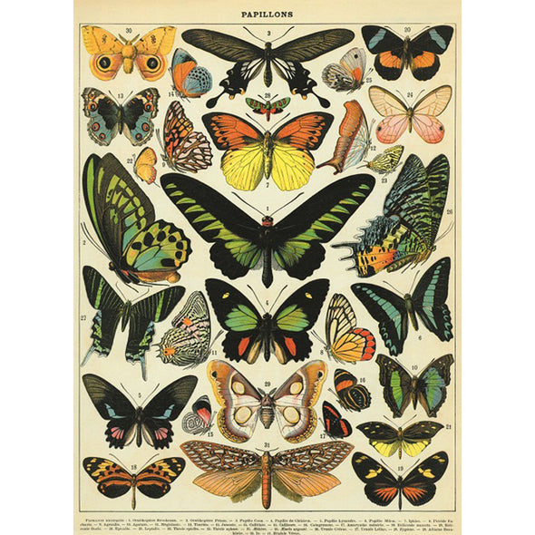 Vintage Poster Butterflies