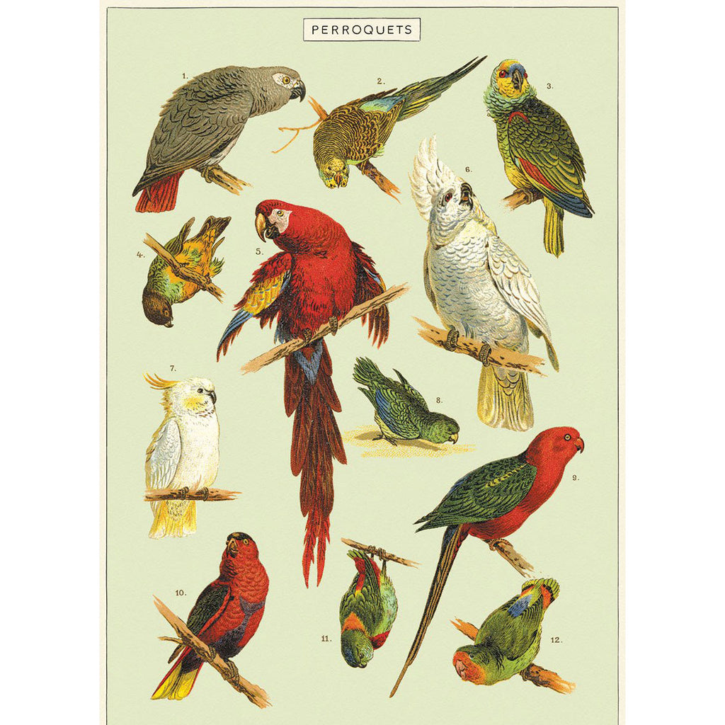 Vintage Poster Parrots