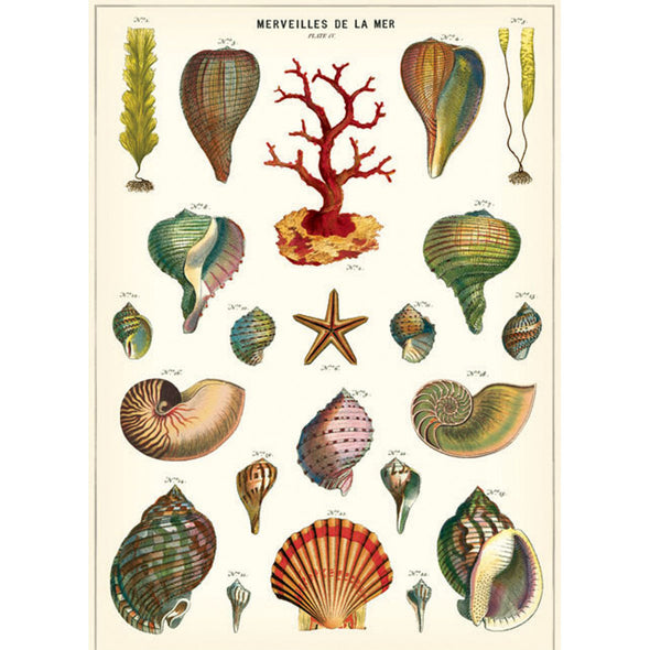 Vintage Poster Shells